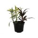 Planta dracaena sanderiana