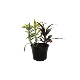Planta dracaena sanderiana