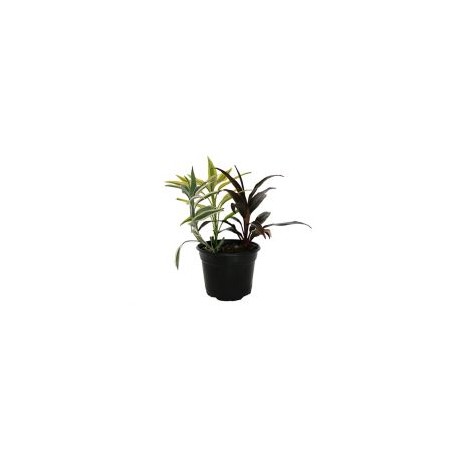 Planta dracaena sanderiana