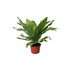 Planta helecho nido de ave