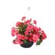 Planta begonia m10
