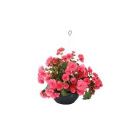 Planta begonia m10