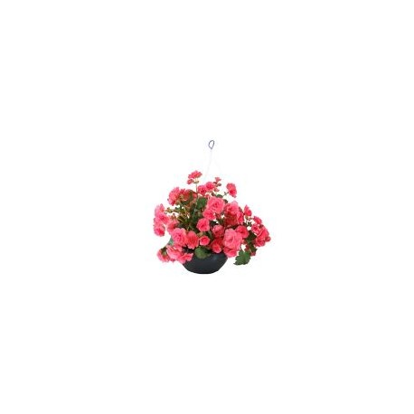 Planta begonia m10