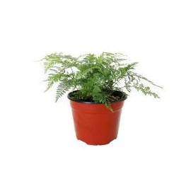 Planta helecho cuero