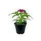 Planta penta colores m6"