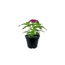 Planta penta colores m6"