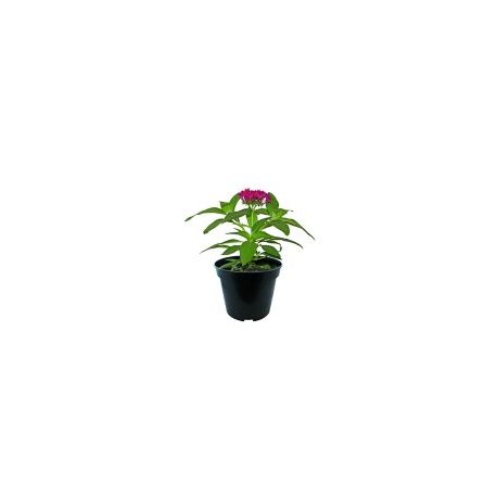 Planta penta colores m6"