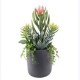 Arreglo Suculenta con Maceta 30 cm