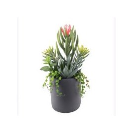 Arreglo Suculenta con Maceta 30 cm