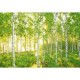 Fotomural Bosque 368x254 cm