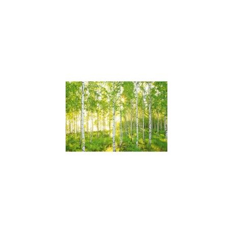 Fotomural Bosque 368x254 cm