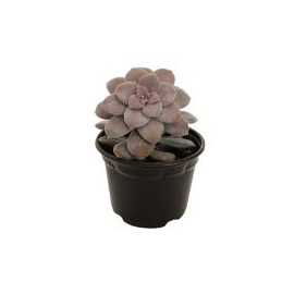 Planta crasulácea pentandrum