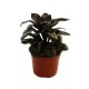Planta dracena naomi