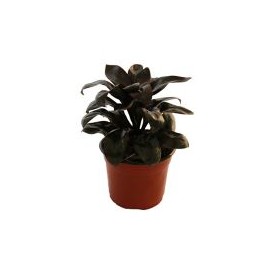 Planta dracena naomi
