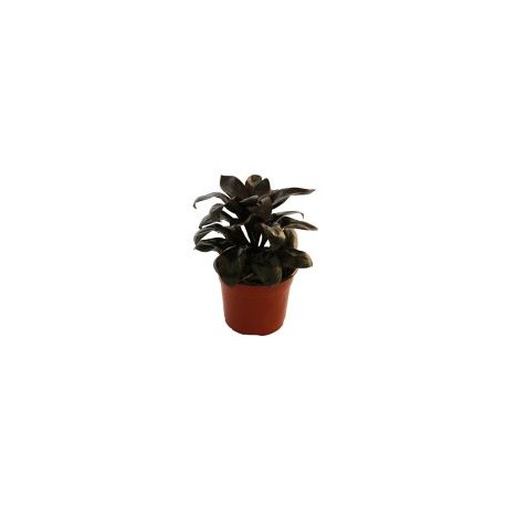 Planta dracena naomi