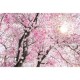 Fotomural Cerezos 368x254 cm