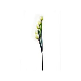 Vara de tulipán crema
