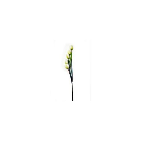 Vara de tulipán crema