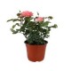 Planta rosa coster colores m6"