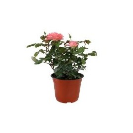 Planta rosa coster colores m6"