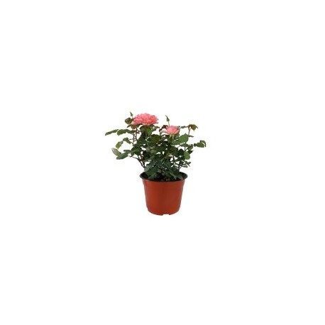 Planta rosa coster colores m6"
