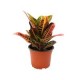 Planta crotón petra