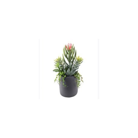 Arreglo Suculenta con Maceta 30 cm