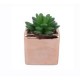 Arreglo Suculenta con Maceta Rosa 10 cm