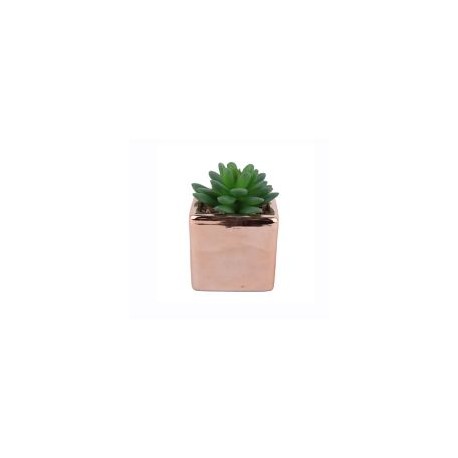 Arreglo Suculenta con Maceta Rosa 10 cm