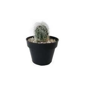 Planta cactus cephalocer senilis