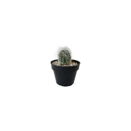 Planta cactus cephalocer senilis