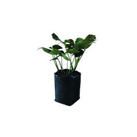 Planta Piñanona B20