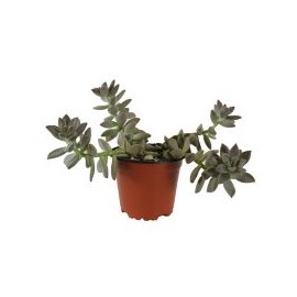 Planta Echeveria darley