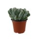 Planta crasulácea runyonii topsy turvy
