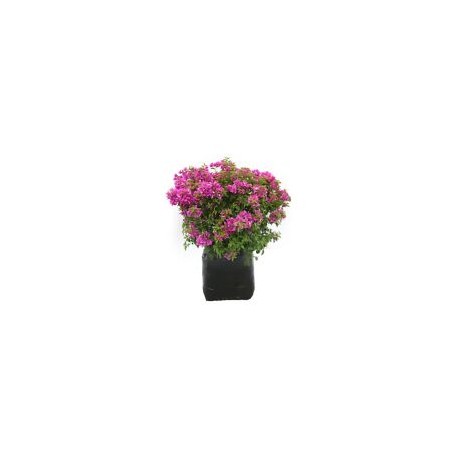 Planta bugambilia minimorada b45