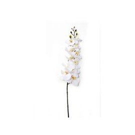 Orquídea  natural touch crema