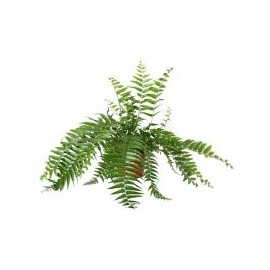 Planta helecho macho