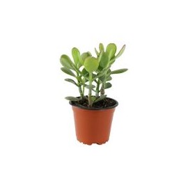 Planta crasulácea ovata