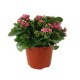 Planta kalanchoe colores m6"