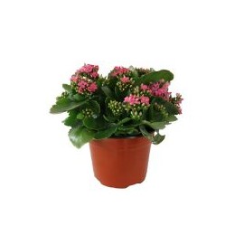 Planta kalanchoe colores m6"