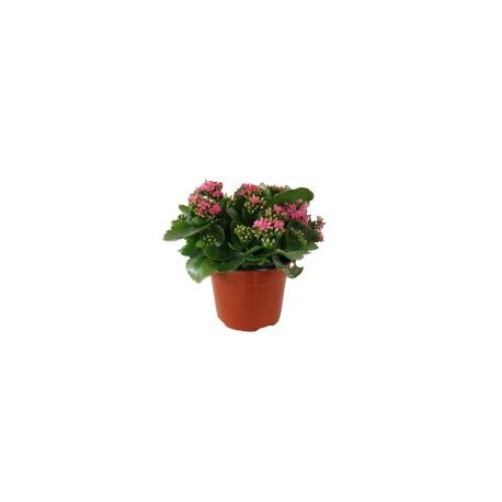 Planta kalanchoe colores m6"