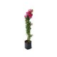 Planta bugambilia vara b20