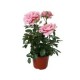 Planta rosa forever colores m6"