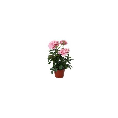 Planta rosa forever colores m6"