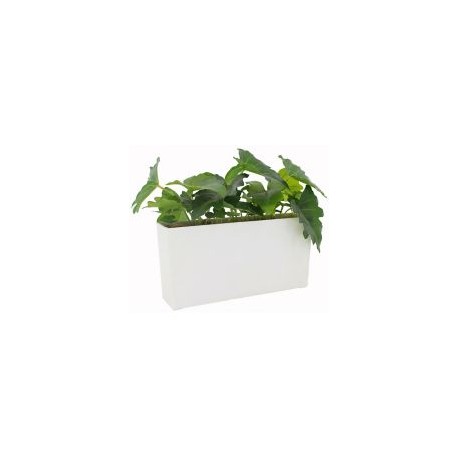 Caladium planta artificial 35 x 18 x 25 cm