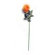 Rosa Cabbage aterciopelada naranja