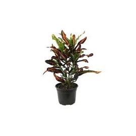 Planta crotón tornillo