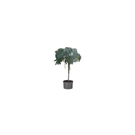 Planta lluvia de oro tina