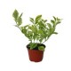 Planta duranta gold