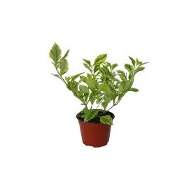 Planta duranta gold